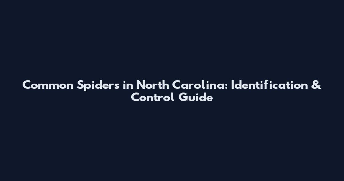 Common Spiders in North Carolina: Identification & Control Guide