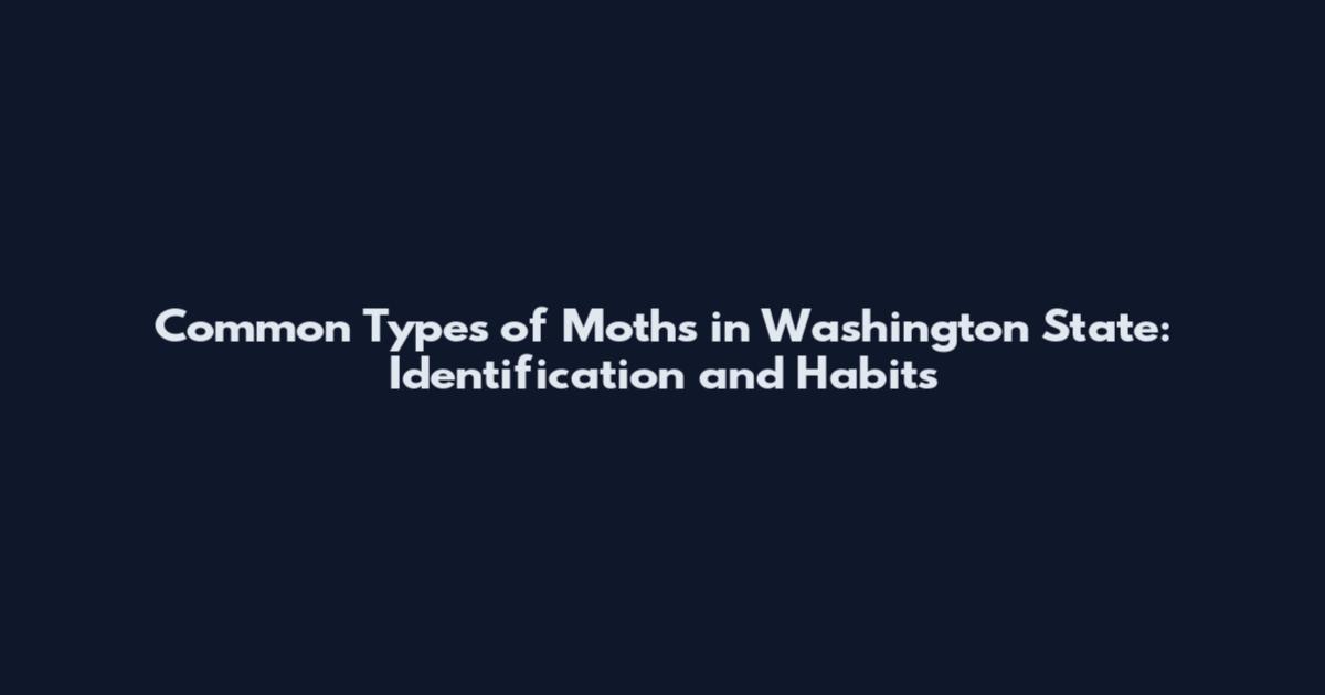 Common Types of Moths in Washington State: Identification and Habits
