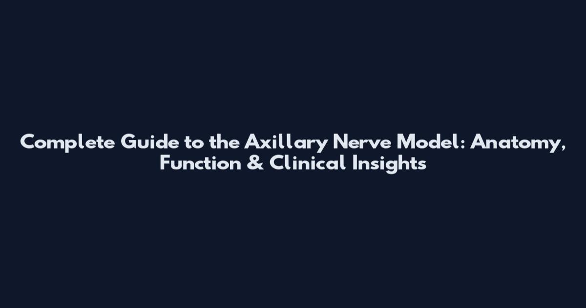 Complete Guide to the Axillary Nerve Model: Anatomy, Function & Clinical Insights