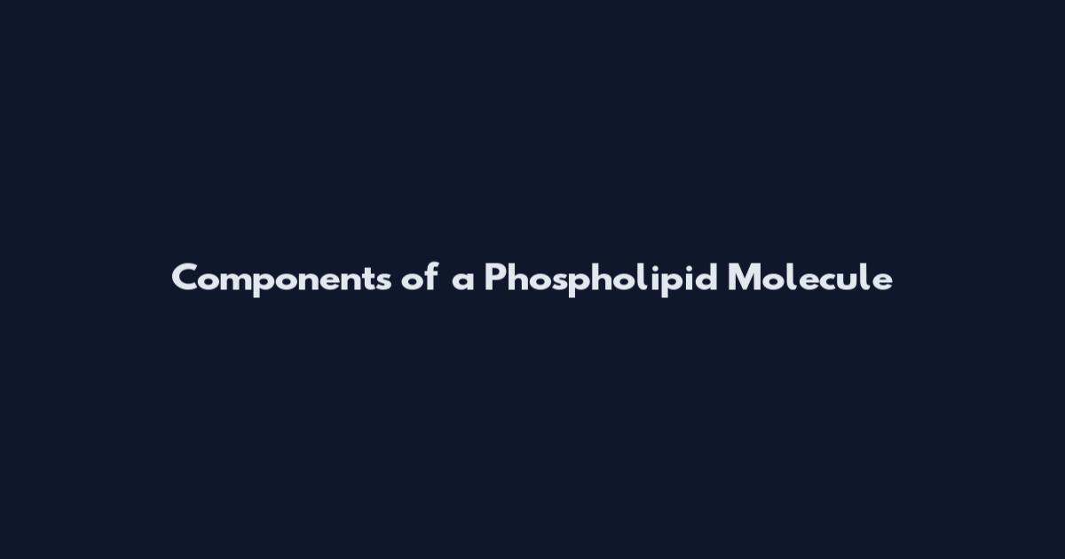 Components of a Phospholipid Molecule