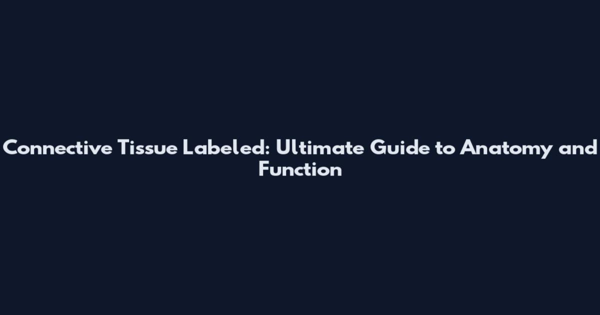Connective Tissue Labeled: Ultimate Guide to Anatomy and Function