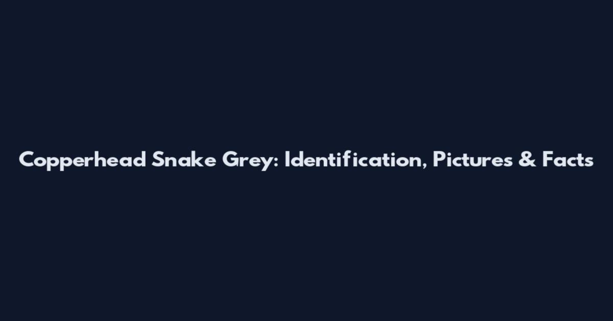 Copperhead Snake Grey: Identification, Pictures & Facts