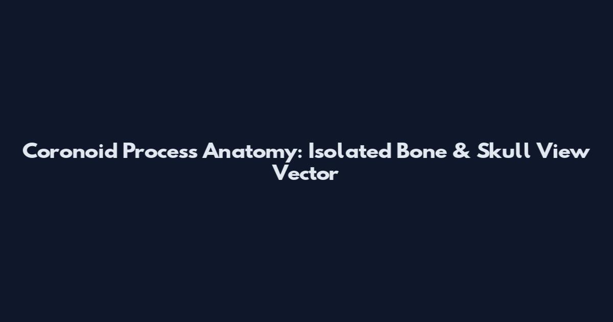 Coronoid Process Anatomy: Isolated Bone & Skull View Vector