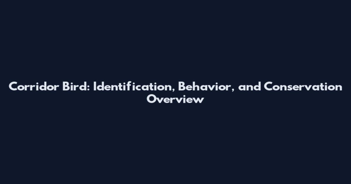 Corridor Bird: Identification, Behavior, and Conservation Overview