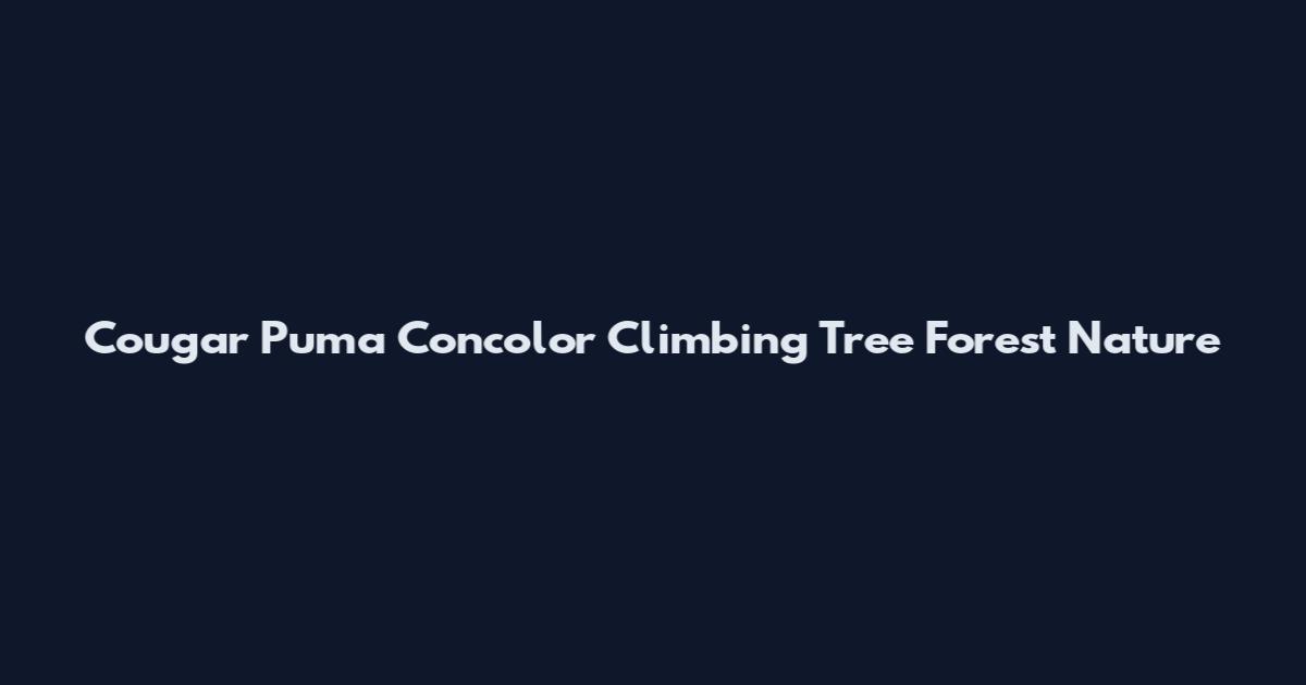 Cougar Puma Concolor Climbing Tree Forest Nature