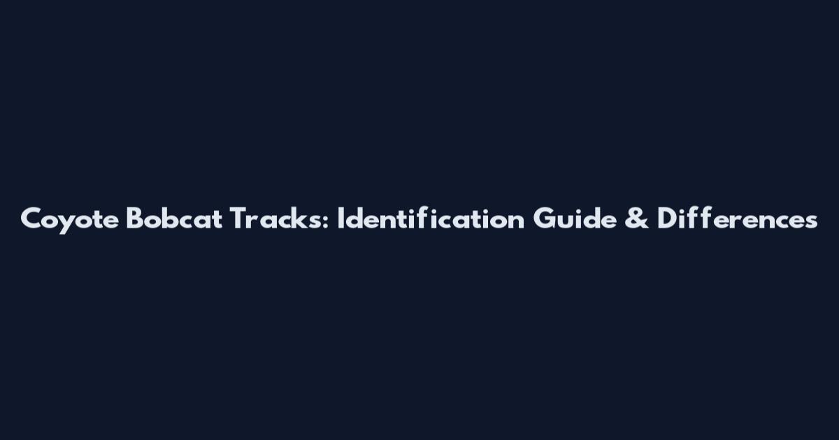 Coyote Bobcat Tracks: Identification Guide & Differences