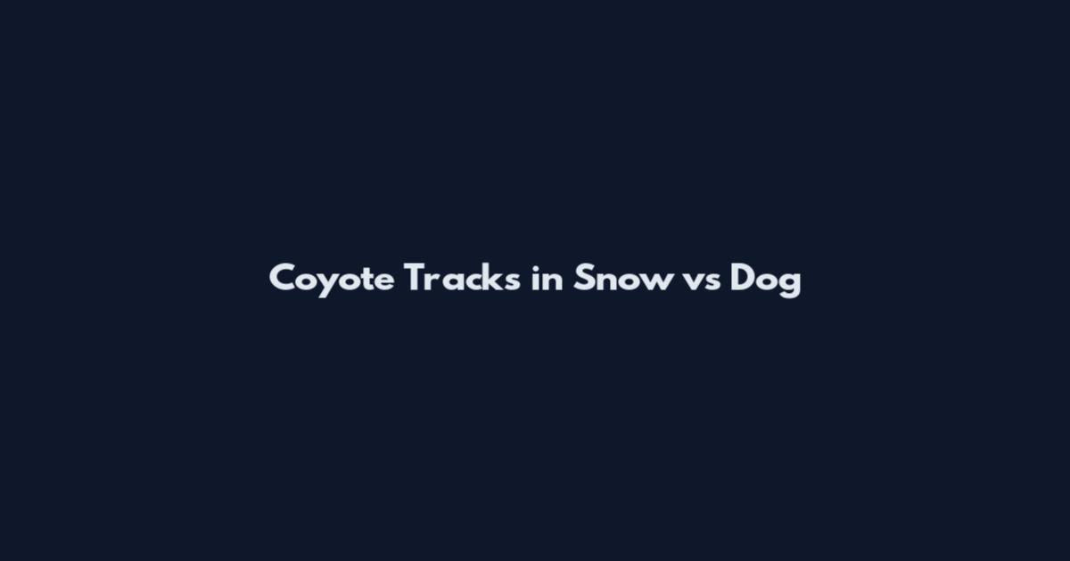 Coyote Tracks in Snow vs Dog