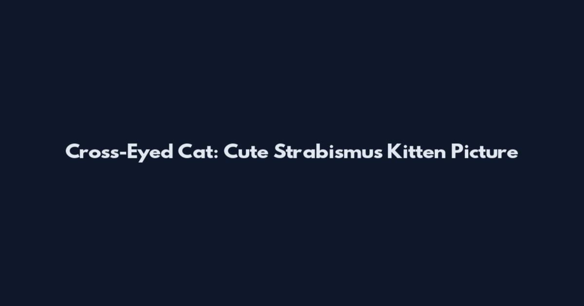 Cross-Eyed Cat: Cute Strabismus Kitten Picture