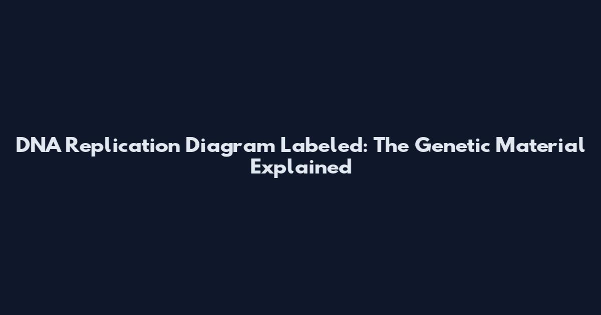 DNA Replication Diagram Labeled: The Genetic Material Explained