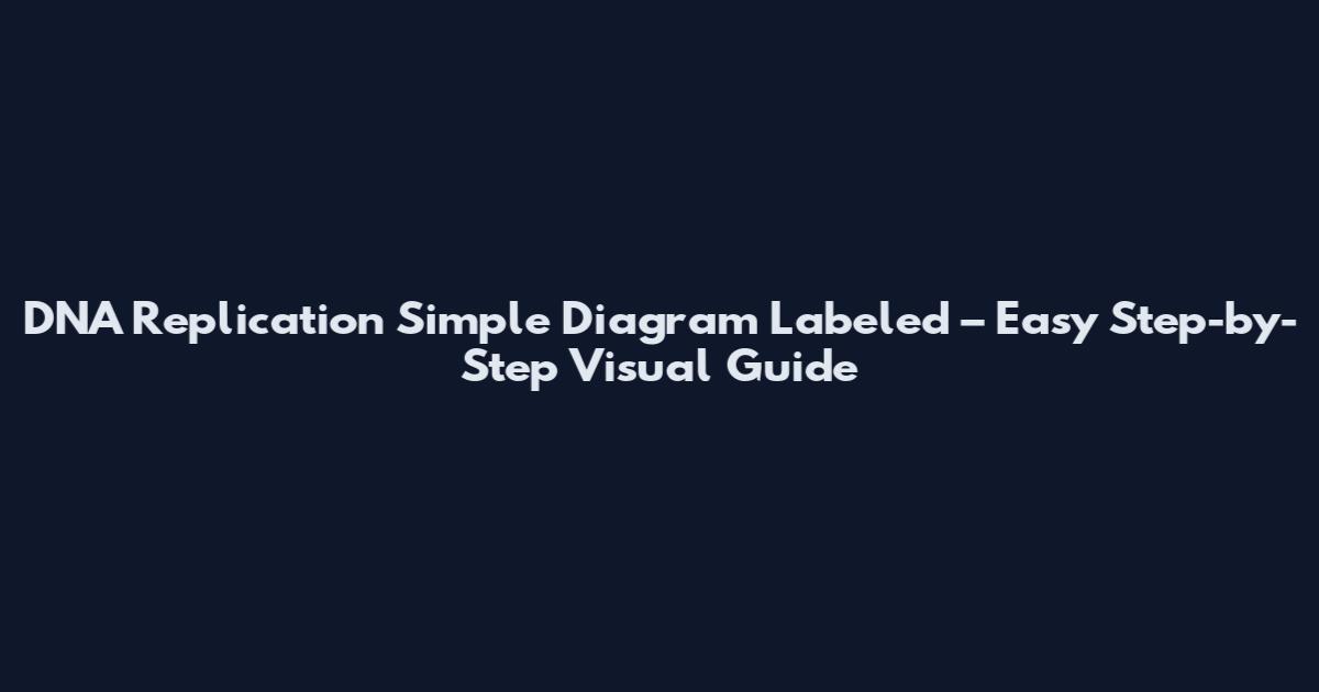 DNA Replication Simple Diagram Labeled – Easy Step-by-Step Visual Guide