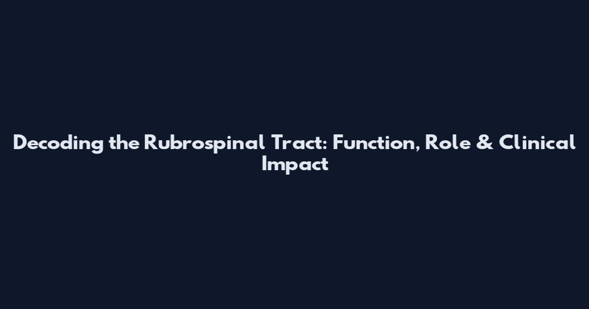 Decoding the Rubrospinal Tract: Function, Role & Clinical Impact