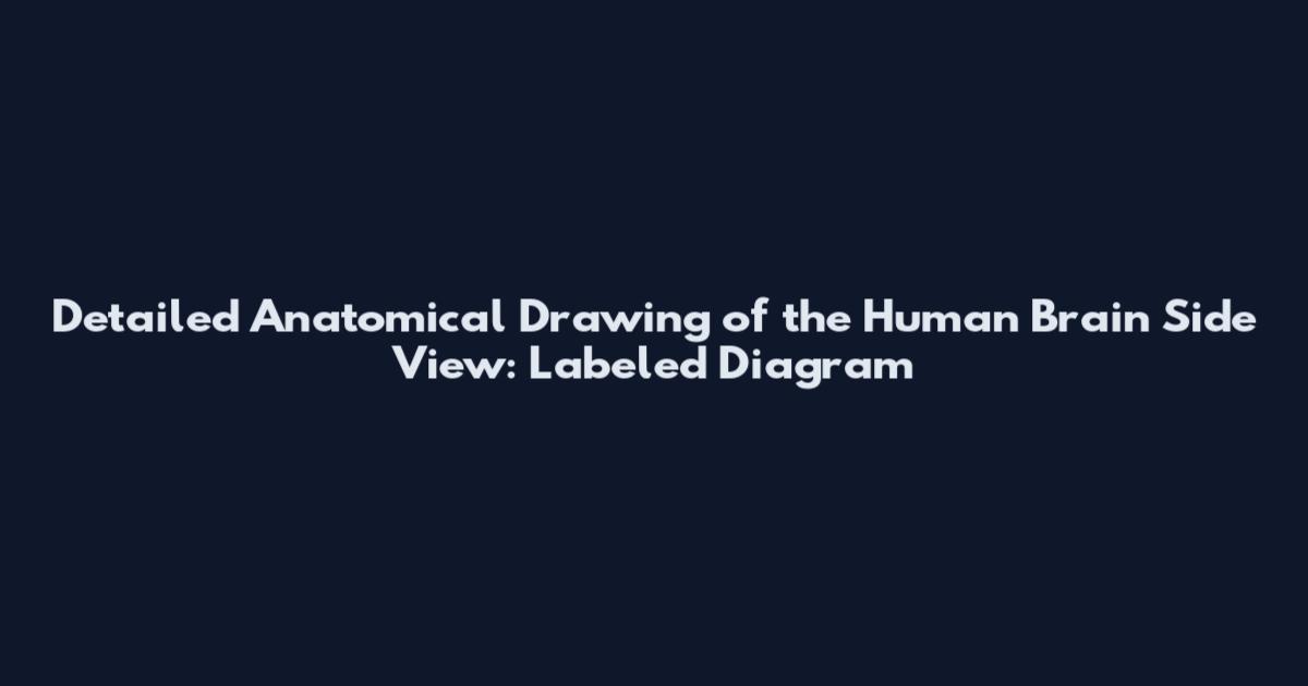 Detailed Anatomical Drawing of the Human Brain Side View: Labeled Diagram