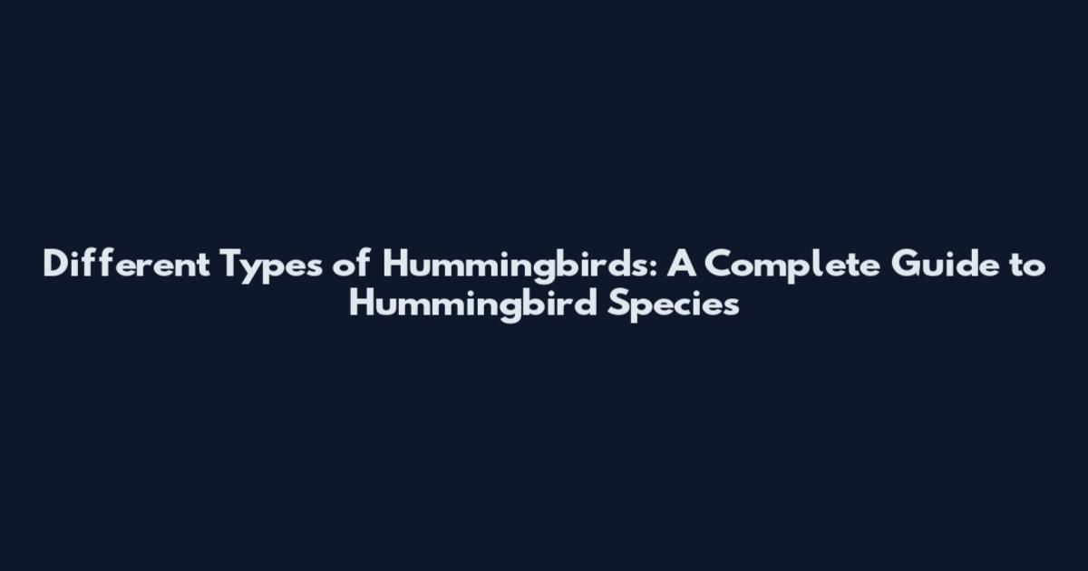Different Types of Hummingbirds: A Complete Guide to Hummingbird Species