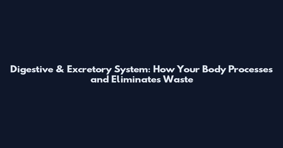 Digestive & Excretory System: How Your Body Processes and Eliminates Waste