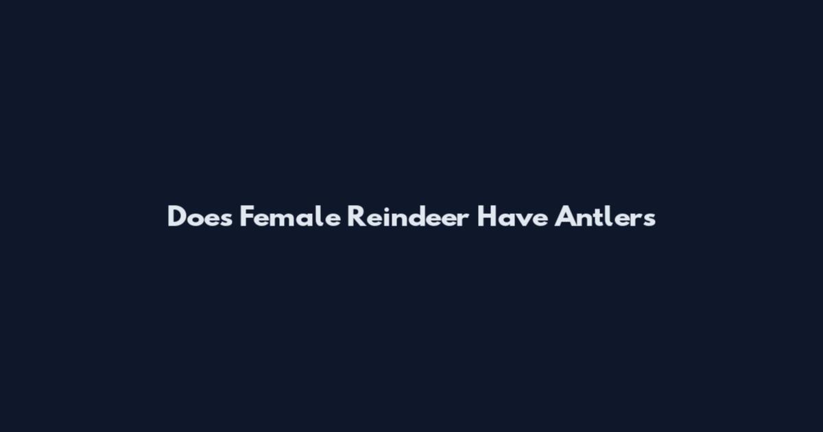 Does Female Reindeer Have Antlers