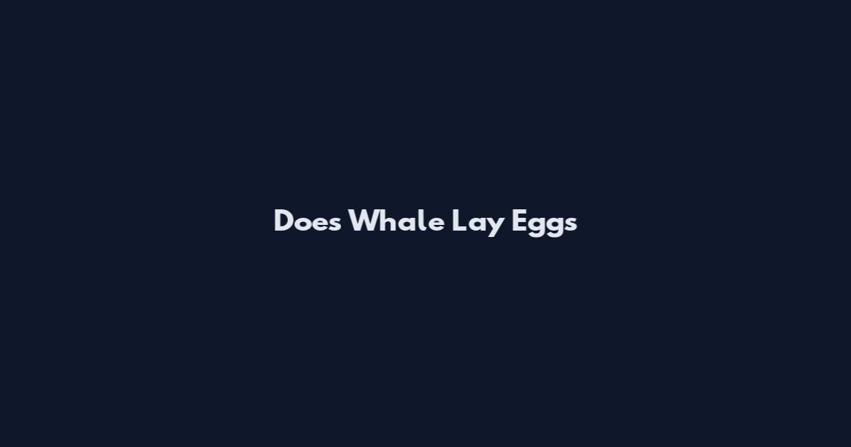 Does Whale Lay Eggs
