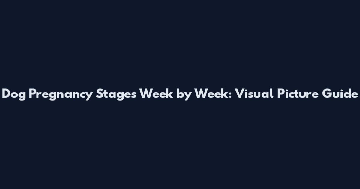 Dog Pregnancy Stages Week by Week: Visual Picture Guide
