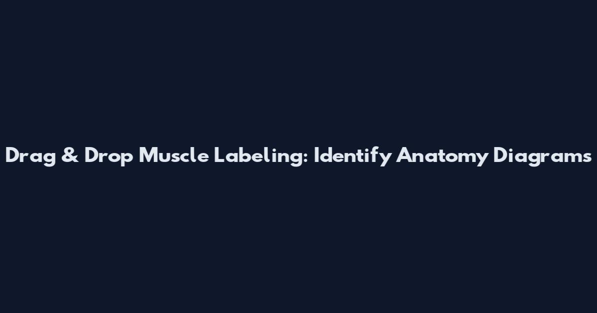 Drag & Drop Muscle Labeling: Identify Anatomy Diagrams