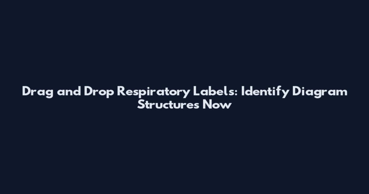 Drag and Drop Respiratory Labels: Identify Diagram Structures Now