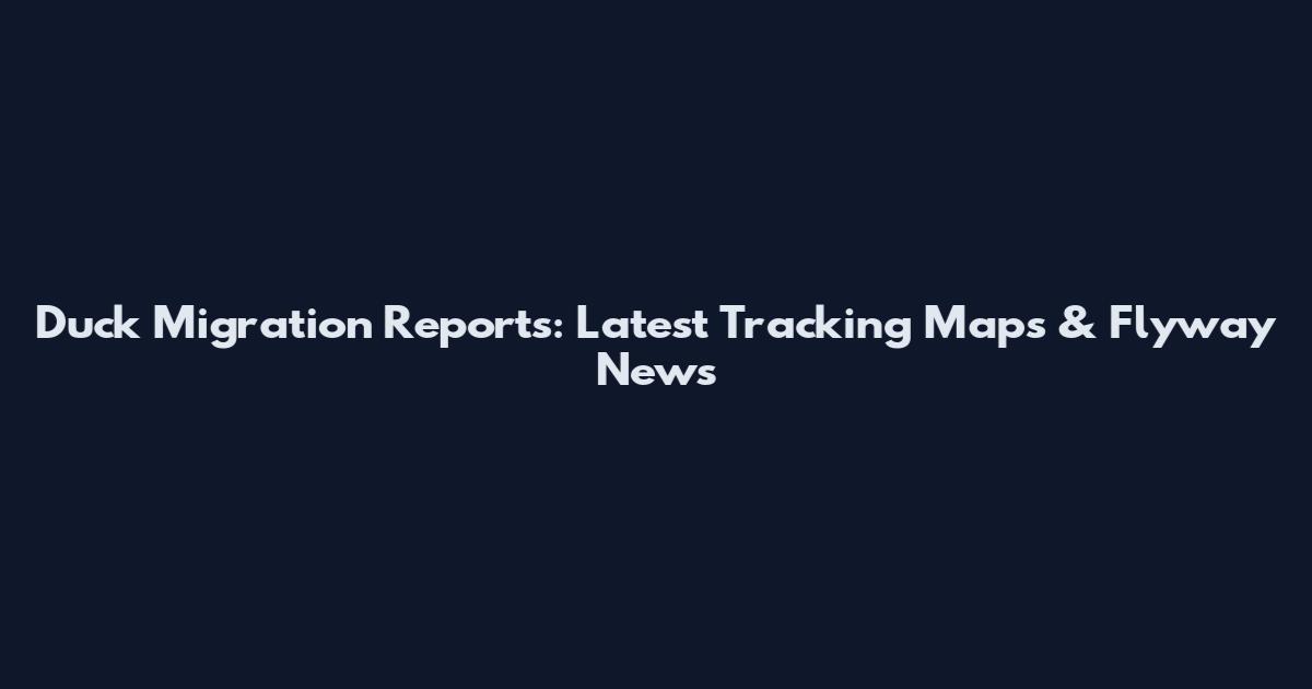 Duck Migration Reports: Latest Tracking Maps & Flyway News