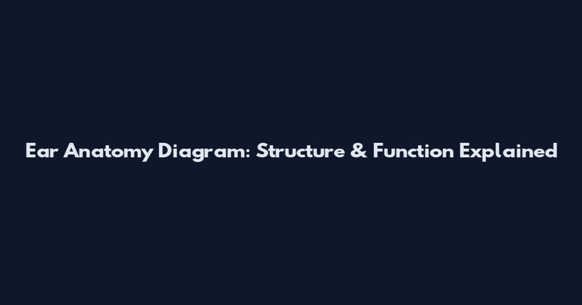 Ear Anatomy Diagram: Structure & Function Explained