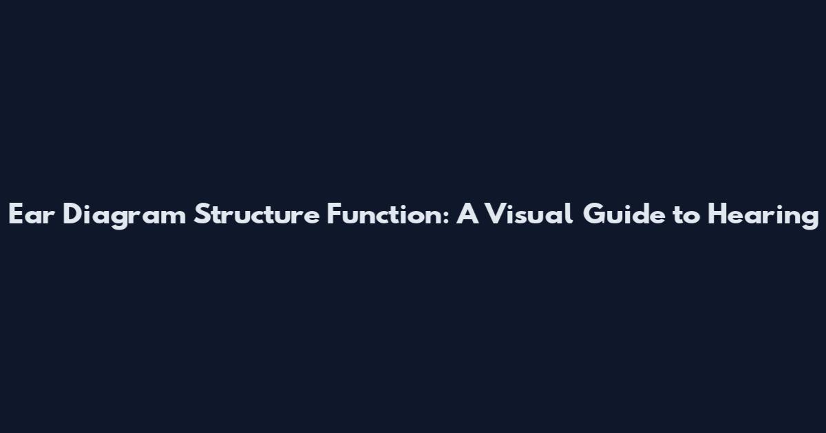 Ear Diagram Structure Function: A Visual Guide to Hearing