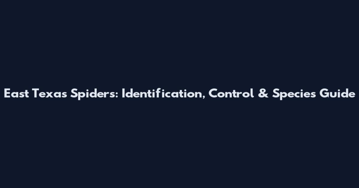 East Texas Spiders: Identification, Control & Species Guide