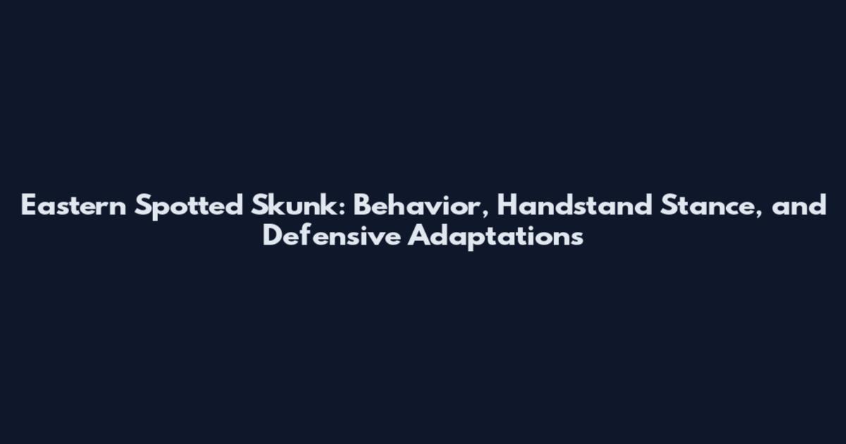 Eastern Spotted Skunk: Behavior, Handstand Stance, and Defensive Adaptations