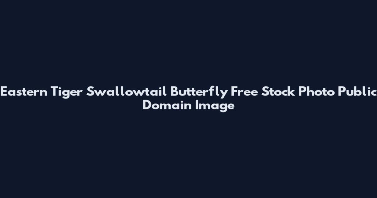 Eastern Tiger Swallowtail Butterfly Free Stock Photo Public Domain Image