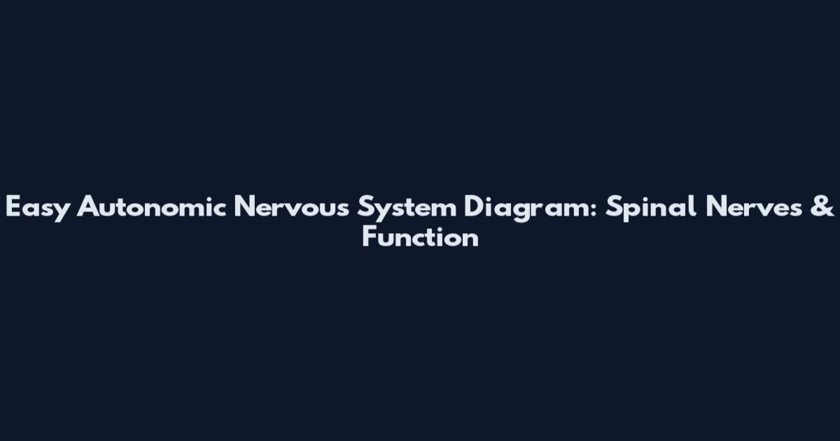 Easy Autonomic Nervous System Diagram: Spinal Nerves & Function