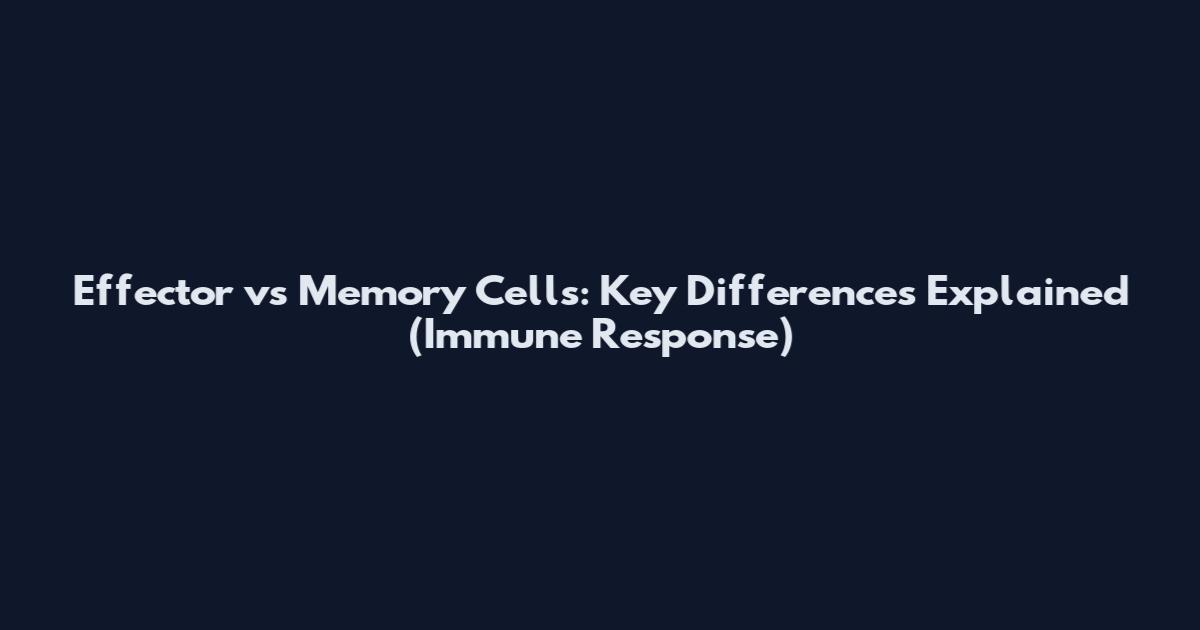 Effector vs Memory Cells: Key Differences Explained (Immune Response)