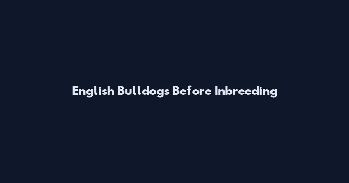 English Bulldogs Before Inbreeding