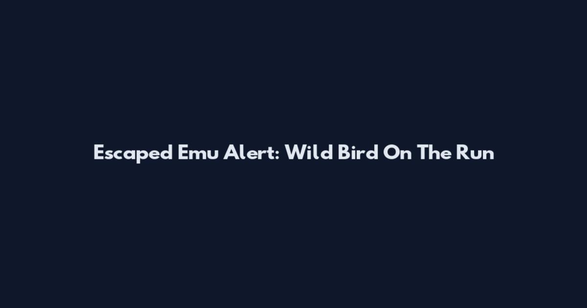 Escaped Emu Alert: Wild Bird On The Run
