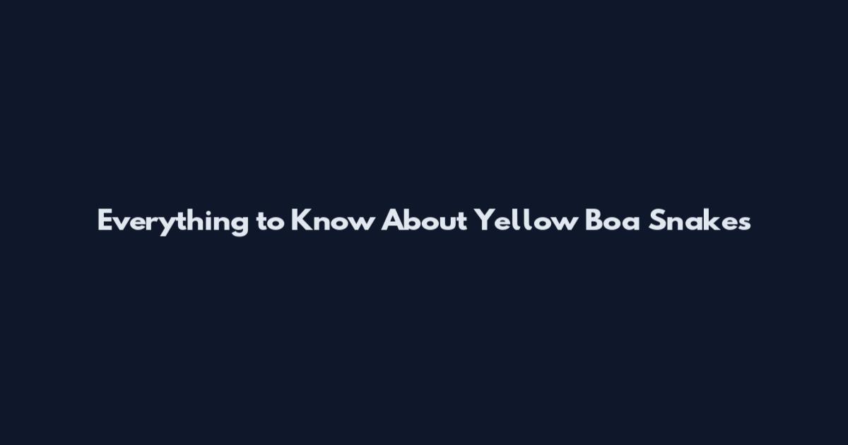 Everything to Know About Yellow Boa Snakes