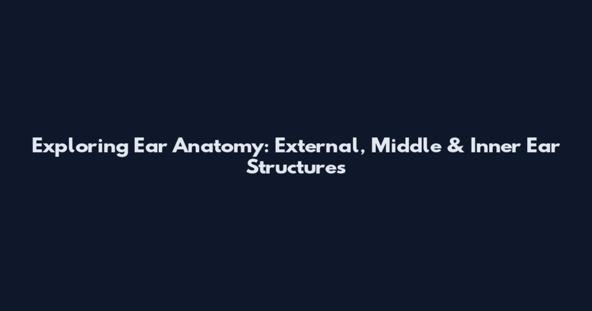 Exploring Ear Anatomy: External, Middle & Inner Ear Structures
