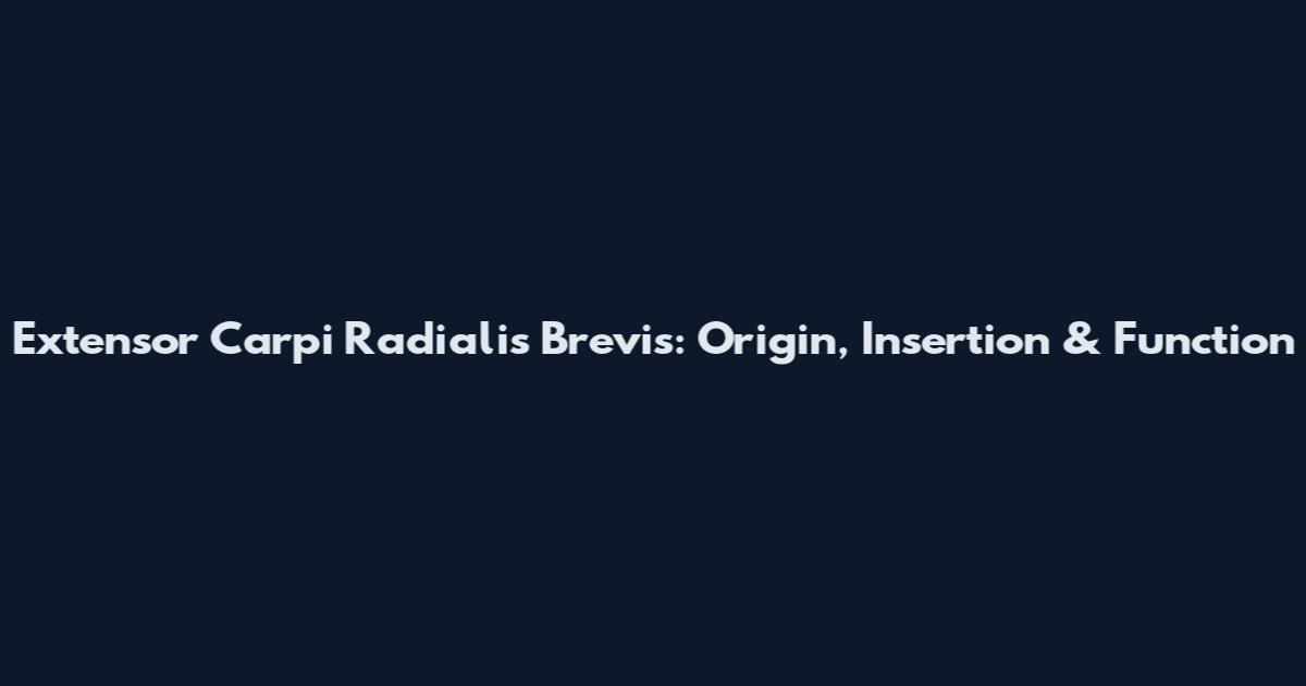 Extensor Carpi Radialis Brevis: Origin, Insertion & Function