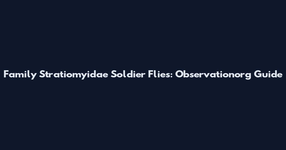 Family Stratiomyidae Soldier Flies: Observationorg Guide