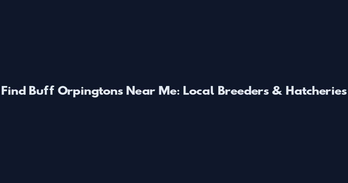 Find Buff Orpingtons Near Me: Local Breeders & Hatcheries