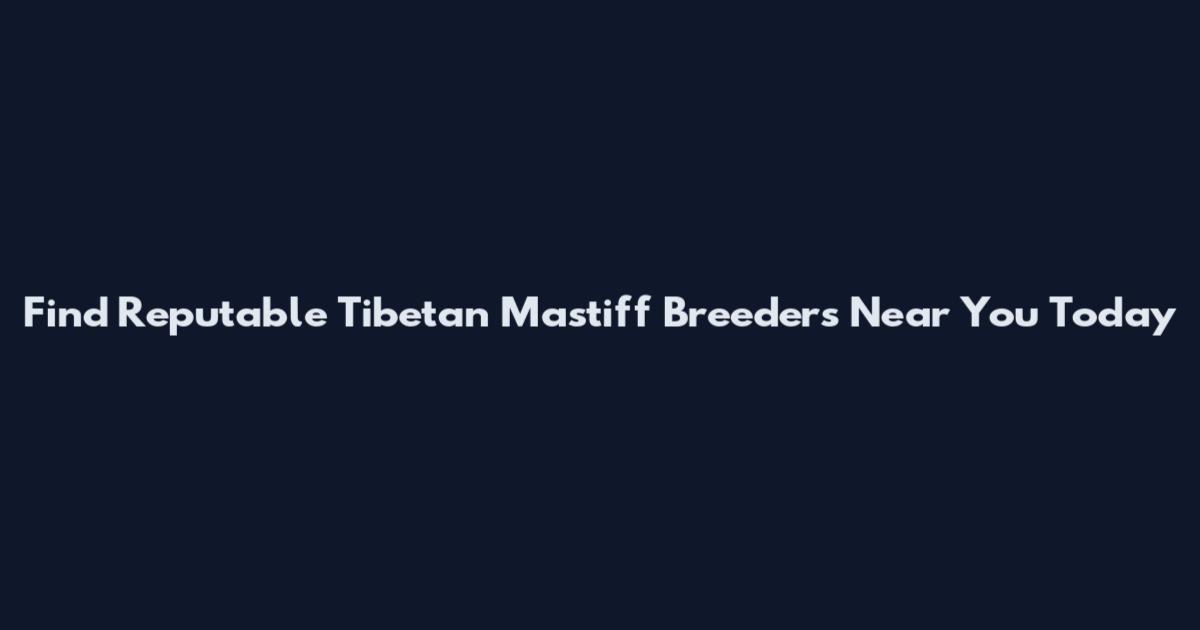 Find Reputable Tibetan Mastiff Breeders Near You Today