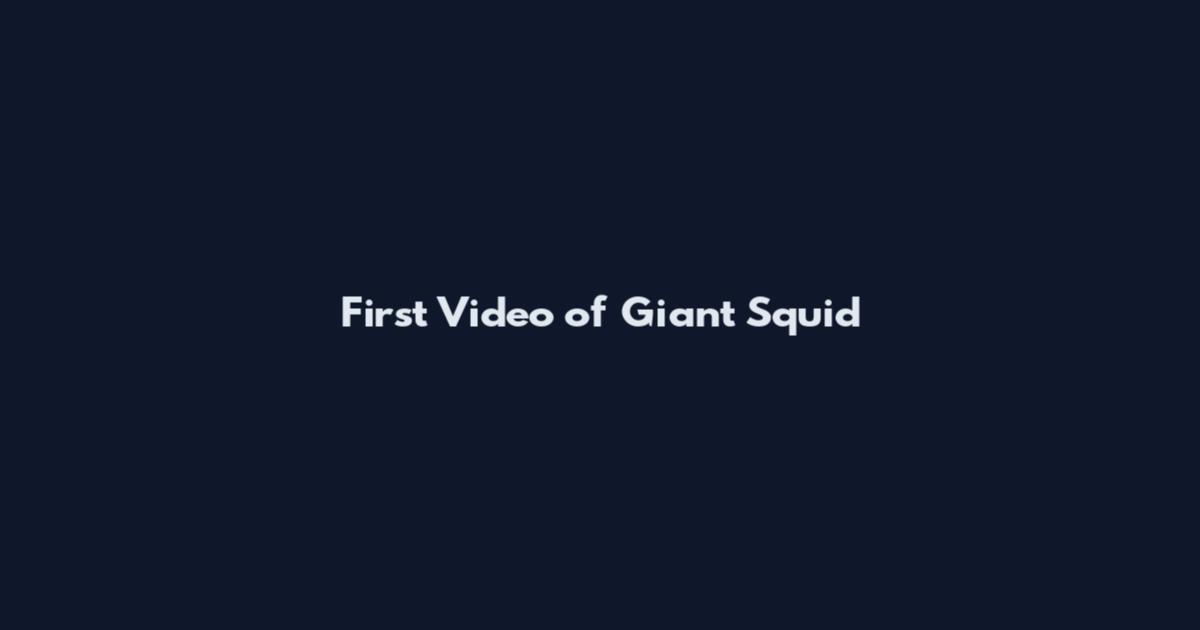 First Video of Giant Squid