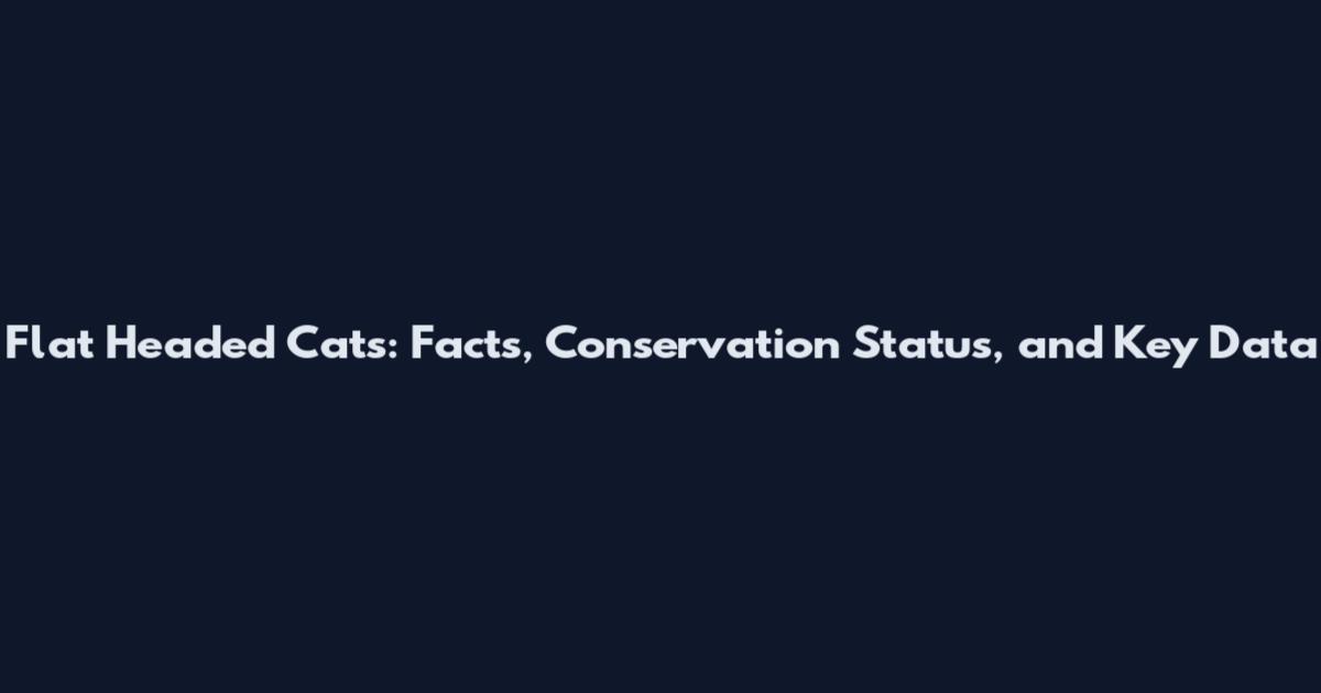 Flat Headed Cats: Facts, Conservation Status, and Key Data