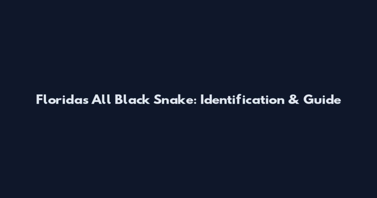 Florida's All Black Snake: Identification & Guide