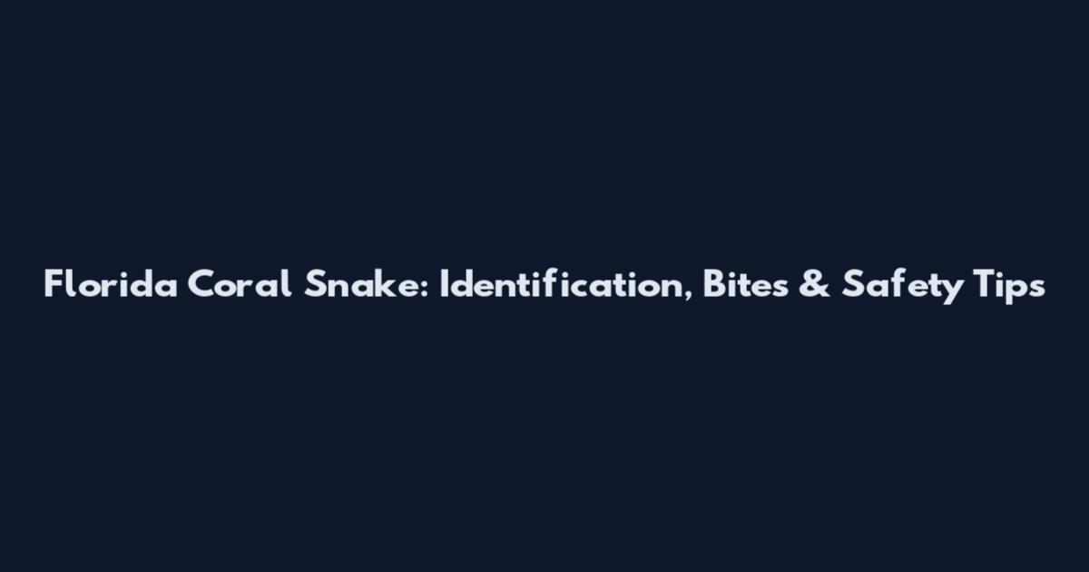 Florida Coral Snake: Identification, Bites & Safety Tips