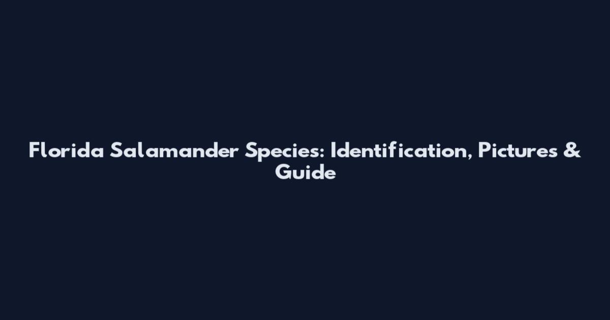 Florida Salamander Species: Identification, Pictures & Guide