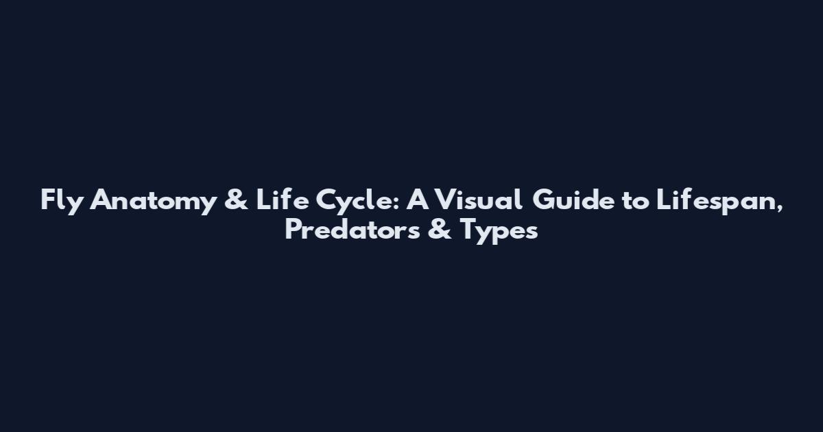 Fly Anatomy & Life Cycle: A Visual Guide to Lifespan, Predators & Types