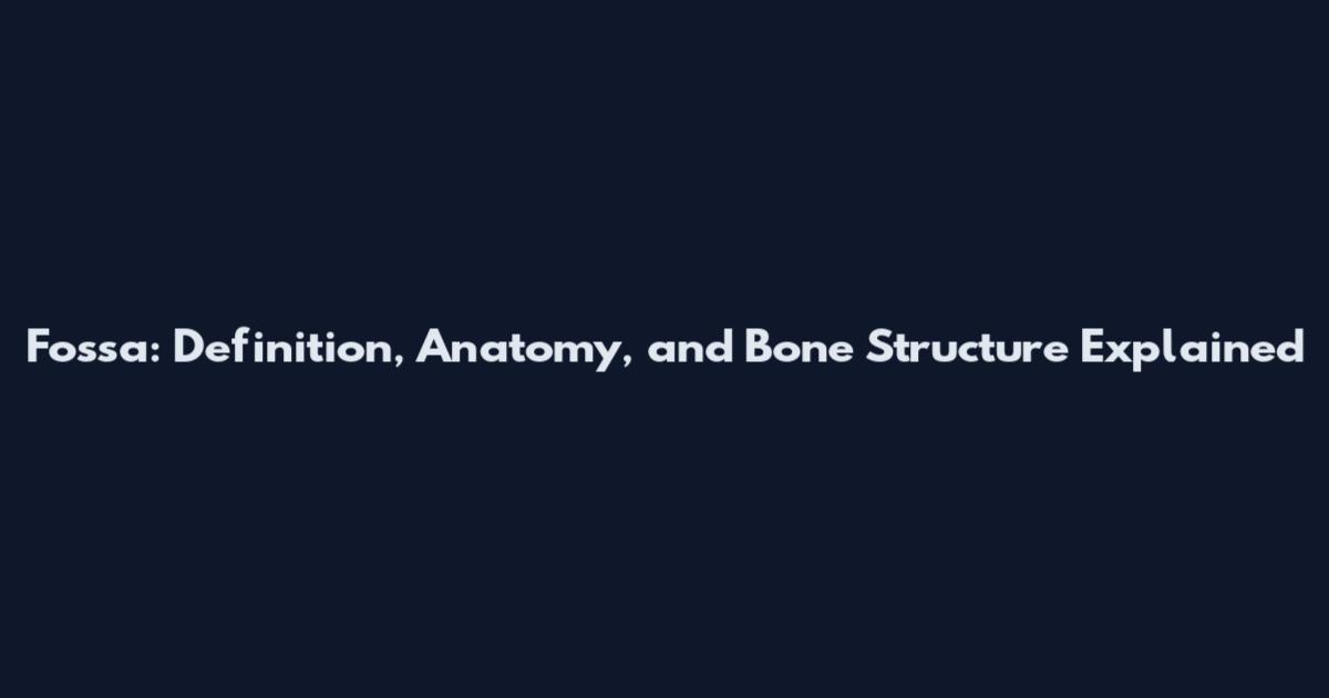 Fossa: Definition, Anatomy, and Bone Structure Explained