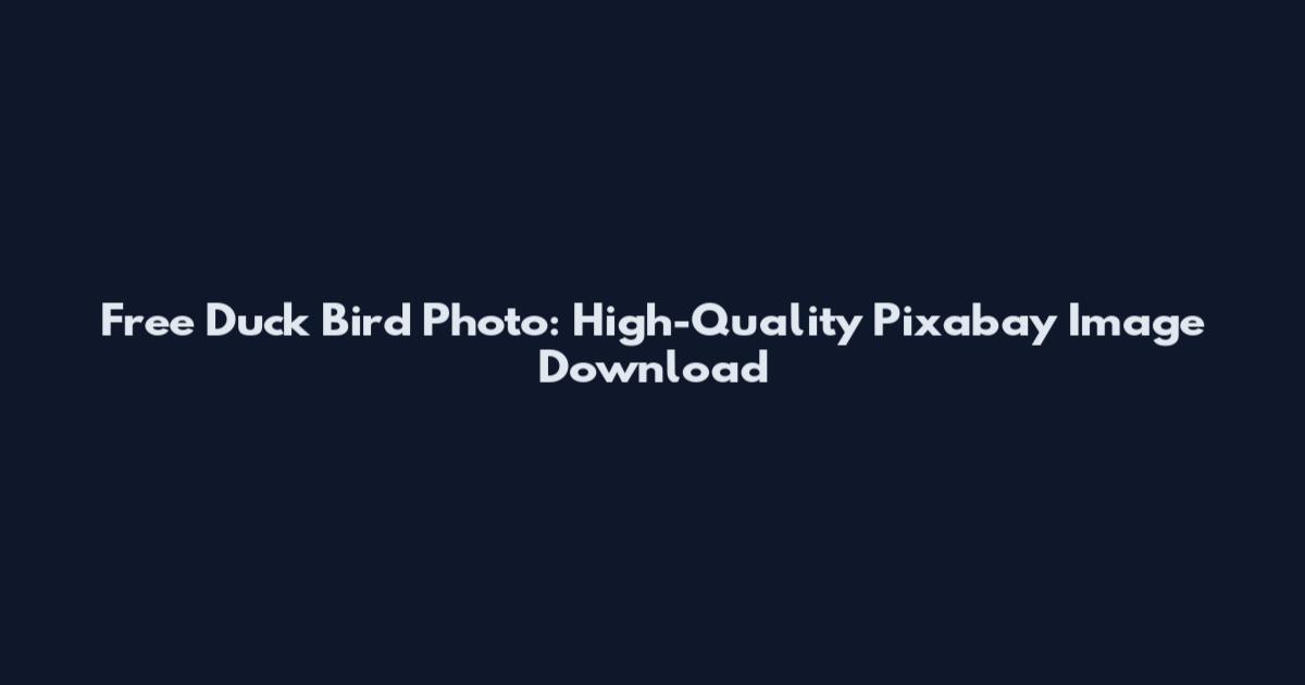 Free Duck Bird Photo: High-Quality Pixabay Image Download