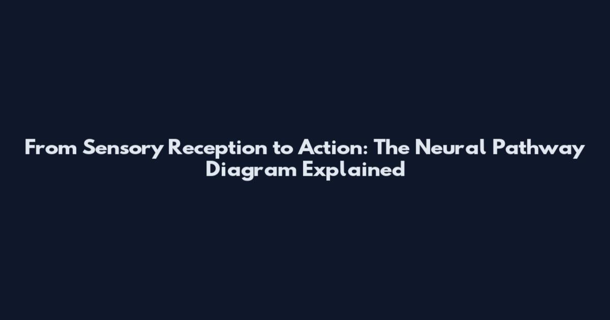 From Sensory Reception to Action: The Neural Pathway Diagram Explained