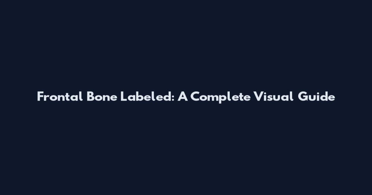 Frontal Bone Labeled: A Complete Visual Guide