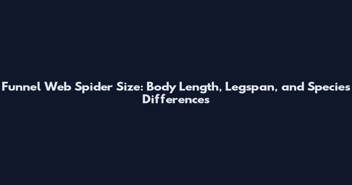 Funnel Web Spider Size: Body Length, Legspan, and Species Differences